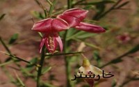 هشدار مصرف برای عرق کاسنی و خارشتر